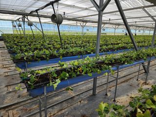 달구딸기님의 자유주제 · 자유게시판 작성글 사진