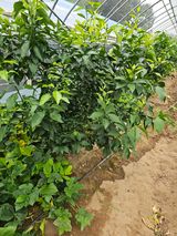 팜모닝 10월 내 농작물 자랑하기·참여글 게시글 이미지