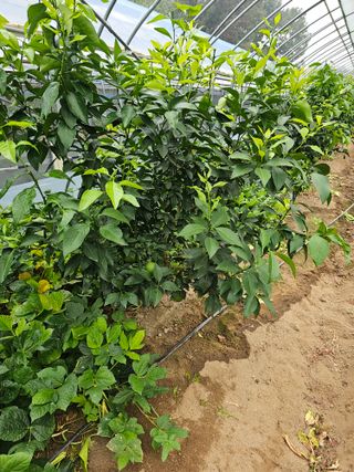 꿀벌과개미님의 10월 내 농작물 자랑하기 · 참여글 작성글 사진