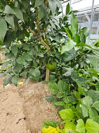 꿀벌과개미님의 10월 내 농작물 자랑하기 · 참여글 작성글 사진