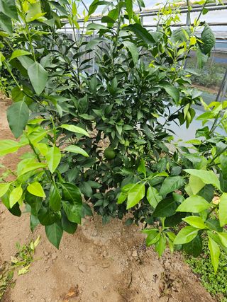 꿀벌과개미님의 10월 내 농작물 자랑하기 · 참여글 작성글 사진