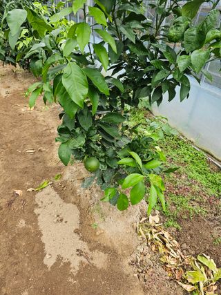 꿀벌과개미님의 10월 내 농작물 자랑하기 · 참여글 작성글 사진