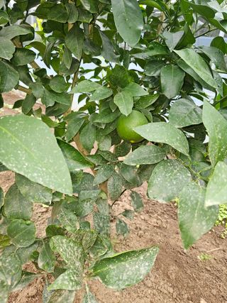 꿀벌과개미님의 10월 내 농작물 자랑하기 · 참여글 작성글 사진