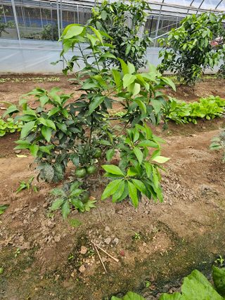 꿀벌과개미님의 10월 내 농작물 자랑하기 · 참여글 작성글 사진