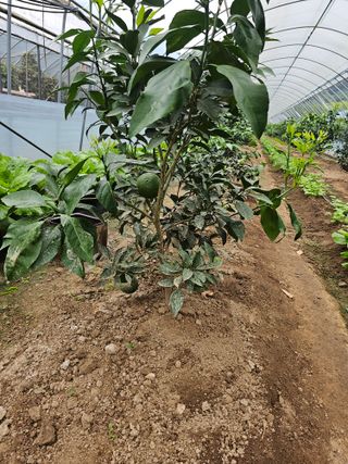 꿀벌과개미님의 10월 내 농작물 자랑하기 · 참여글 작성글 사진