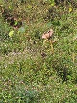 팜모닝 콩·영농일지 게시글 이미지