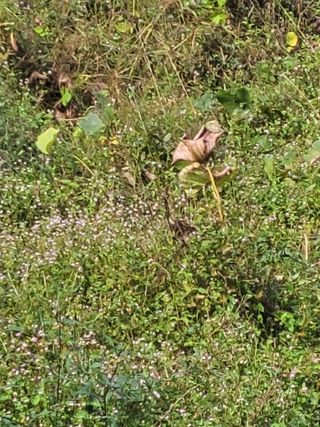 윤석돈님의 콩 · 영농일지 작성글 사진