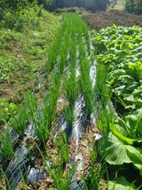 팜모닝 10월 내 농작물 자랑하기·참여글 게시글 이미지