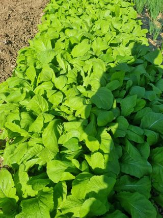 정의학님의 10월 내 농작물 자랑하기 · 참여글 작성글 사진