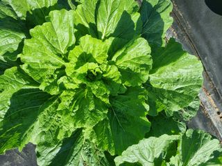 정의학님의 10월 내 농작물 자랑하기 · 참여글 작성글 사진