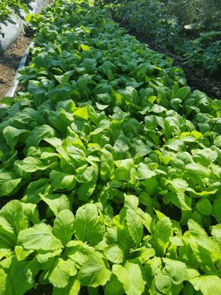 정의학님의 10월 내 농작물 자랑하기 · 참여글 작성글 사진