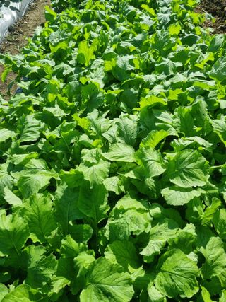 정의학님의 10월 내 농작물 자랑하기 · 참여글 작성글 사진