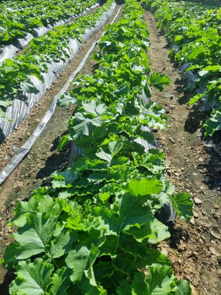 정의학님의 10월 내 농작물 자랑하기 · 참여글 작성글 사진