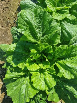 정의학님의 10월 내 농작물 자랑하기 · 참여글 작성글 사진