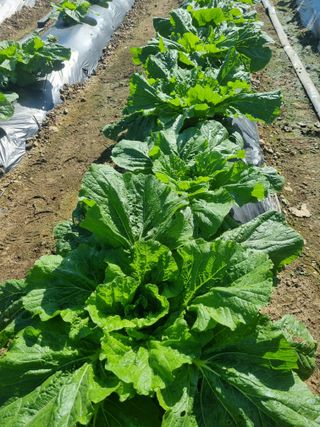 정의학님의 10월 내 농작물 자랑하기 · 참여글 작성글 사진