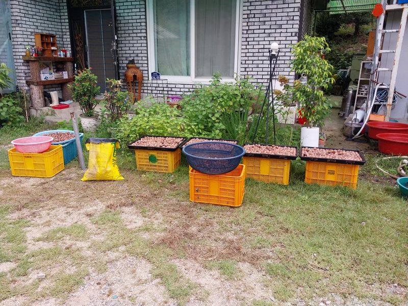 주주농장님의 장터 판매 상품 [[판매완료]햇호두(피호두.알호두) 국산토종] 첨부 사진