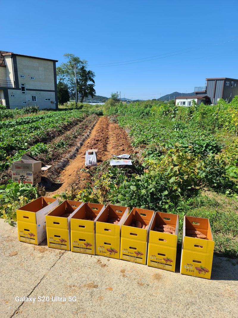 장터 상품 [강화꿀고구마] 썸네일