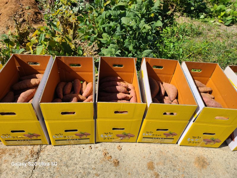 개골개골농부님의 장터 판매 상품 [강화꿀고구마] 첨부 사진