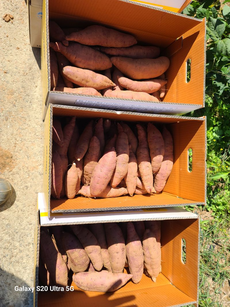 개골개골농부님의 장터 판매 상품 [강화꿀고구마] 첨부 사진