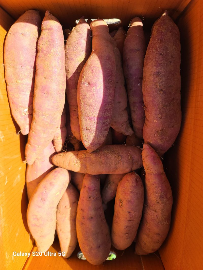 개골개골농부님의 장터 판매 상품 [강화꿀고구마] 첨부 사진