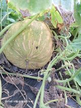 팜모닝 자유주제·자유게시판 게시글 이미지