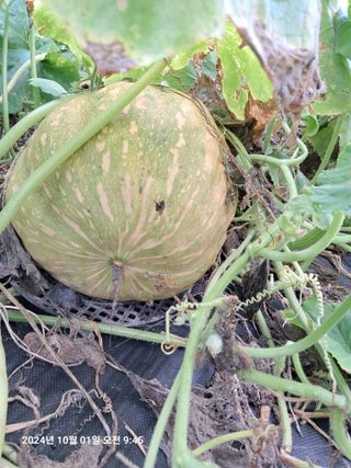 선이랑순이랑님의 자유주제 · 자유게시판 작성글 사진