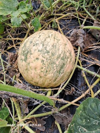 선이랑순이랑님의 자유주제 · 자유게시판 작성글 사진