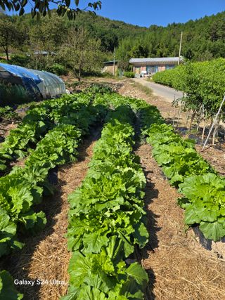 김진희님의 10월 내 농작물 자랑하기 · 참여글 작성글 사진