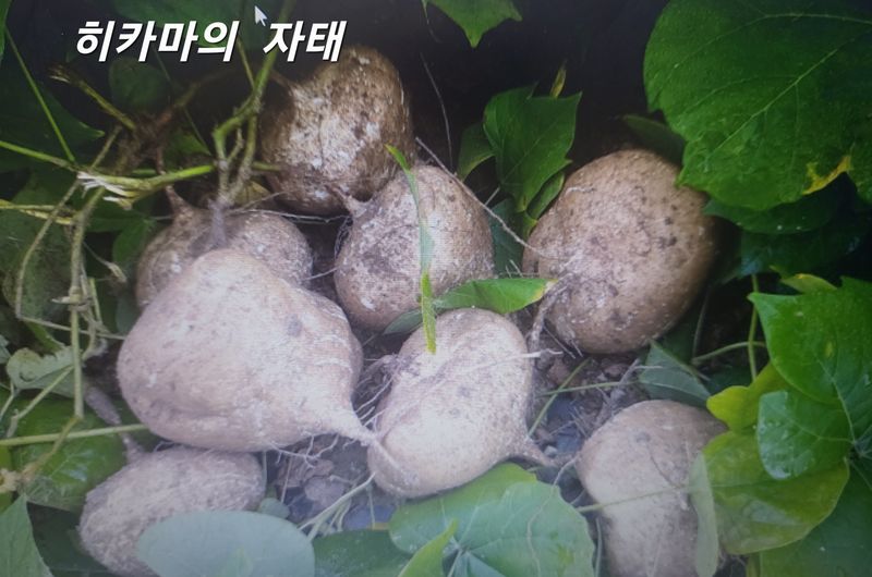 김주용님의 장터 판매 상품 [땅속의 과일... 히카마 ] 첨부 사진