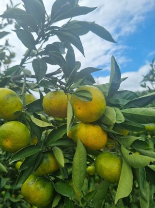 부금리(금강농원)님의 자유주제 · 자유게시판 작성글 사진