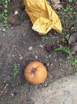 팜모닝 배·병해충상담 게시글 이미지