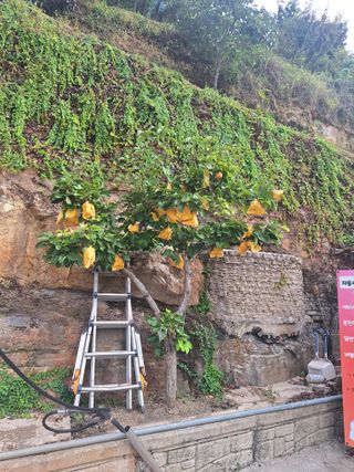 유충상님의 배 · 병해충상담 작성글 사진