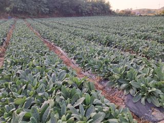 호동방인삼농장님의 기타작물 · 영농일지 작성글 사진