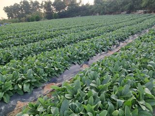 호동방인삼농장님의 기타작물 · 영농일지 작성글 사진