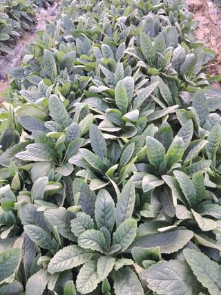 호동방인삼농장님의 기타작물 · 영농일지 작성글 사진