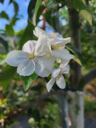 은혜농원(사과농사)님의 자유주제 · 자유게시판 작성글 사진