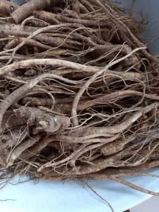 강지현님의 기타작물 · 영농일지 작성글 사진