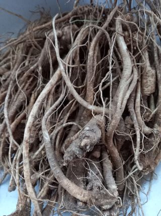 강지현님의 기타작물 · 영농일지 작성글 사진