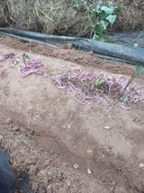 팜모닝 고구마·병해충상담 게시글 이미지