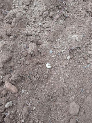 명장님의 고구마 · 병해충상담 작성글 사진