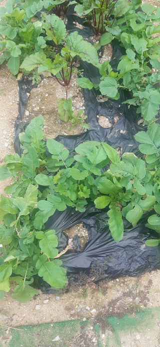 양승숙 (承光)님의 10월 내 농작물 자랑하기 · 참여글 작성글 사진