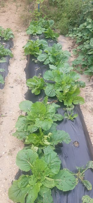 양승숙 (承光)님의 10월 내 농작물 자랑하기 · 참여글 작성글 사진