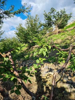 김용대님의 자유주제 · 자유게시판 작성글 사진