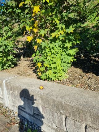 김용대님의 자유주제 · 자유게시판 작성글 사진