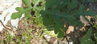 엄후남님의 자유주제 · 자유게시판 작성글 사진