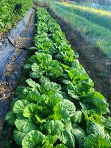 팜모닝 10월 내 농작물 자랑하기·참여글 게시글 이미지