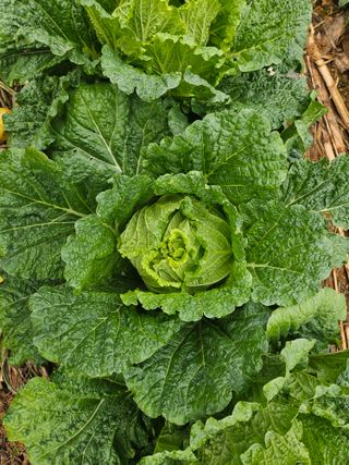 알 수 없음님의 자유주제 · 자유게시판 작성글 사진