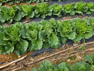 알 수 없음님의 자유주제 · 자유게시판 작성글 사진