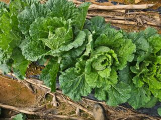 알 수 없음님의 자유주제 · 자유게시판 작성글 사진