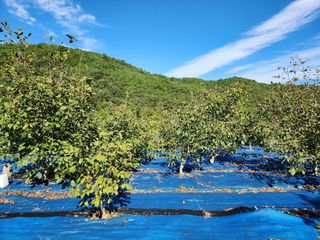 김영옥님의 자유주제 · 자유게시판 작성글 사진